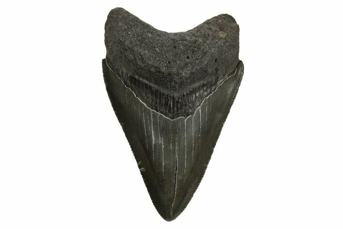 Serrated, Fossil Megalodon Tooth - South Carolina #310089